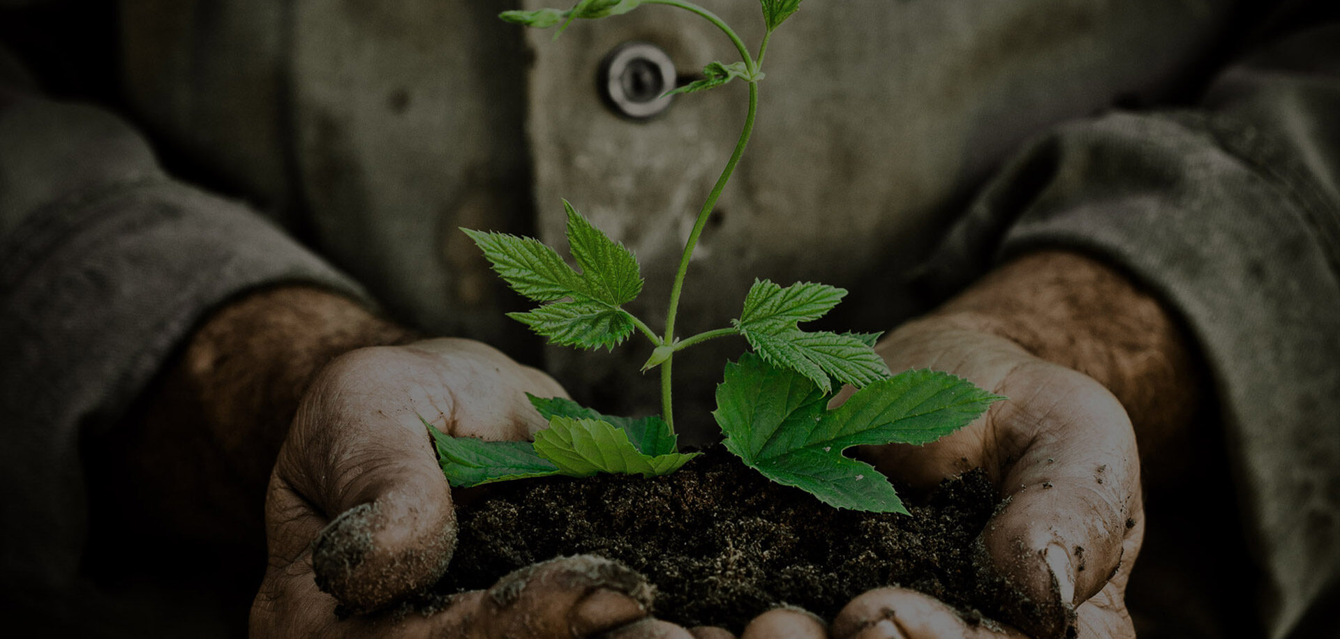 Seed Money Consulting Background